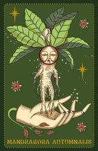 Cargar imagen en el visor de la galería, Herbarium Oracle Cards | Elisa Seitzinger