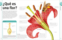 Cargar imagen en el visor de la galería, El Libro de las Flores y los Árboles (Y Otros Tesoros del Reino Vegetal)
